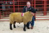 Champion Suffolk Ram